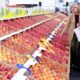 The National Fruit Show